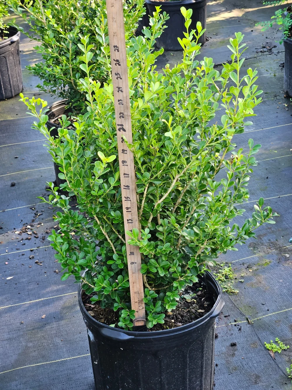 Boxwood 'Japanese' — Bayou State Plant Co.